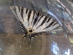 Iphiclides feisthamelii