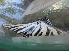 Iphiclides feisthamelii