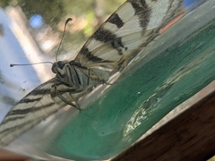 Iphiclides feisthamelii
