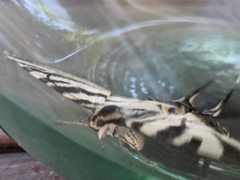 Iphiclides feisthamelii