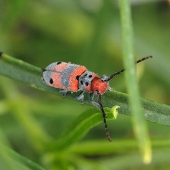 Tetraopes discoideus
