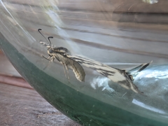 Iphiclides feisthamelii