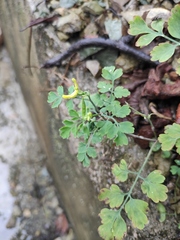 Corydalis pallida