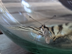 Iphiclides feisthamelii