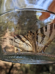 Iphiclides feisthamelii