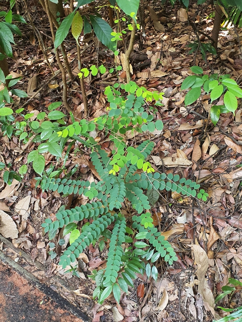 Linostoma pauciflorum