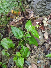 Persicaria runcinata