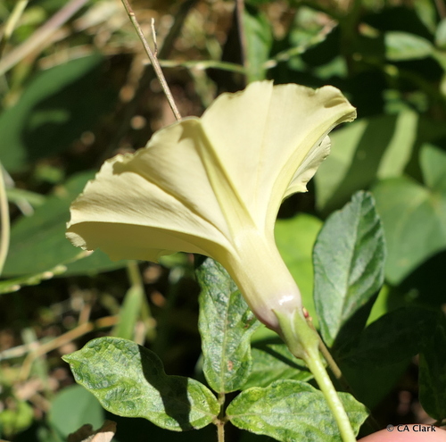 Ipomoea ochracea
