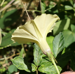 Ipomoea ochracea