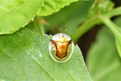 Aspidimorpha furcata