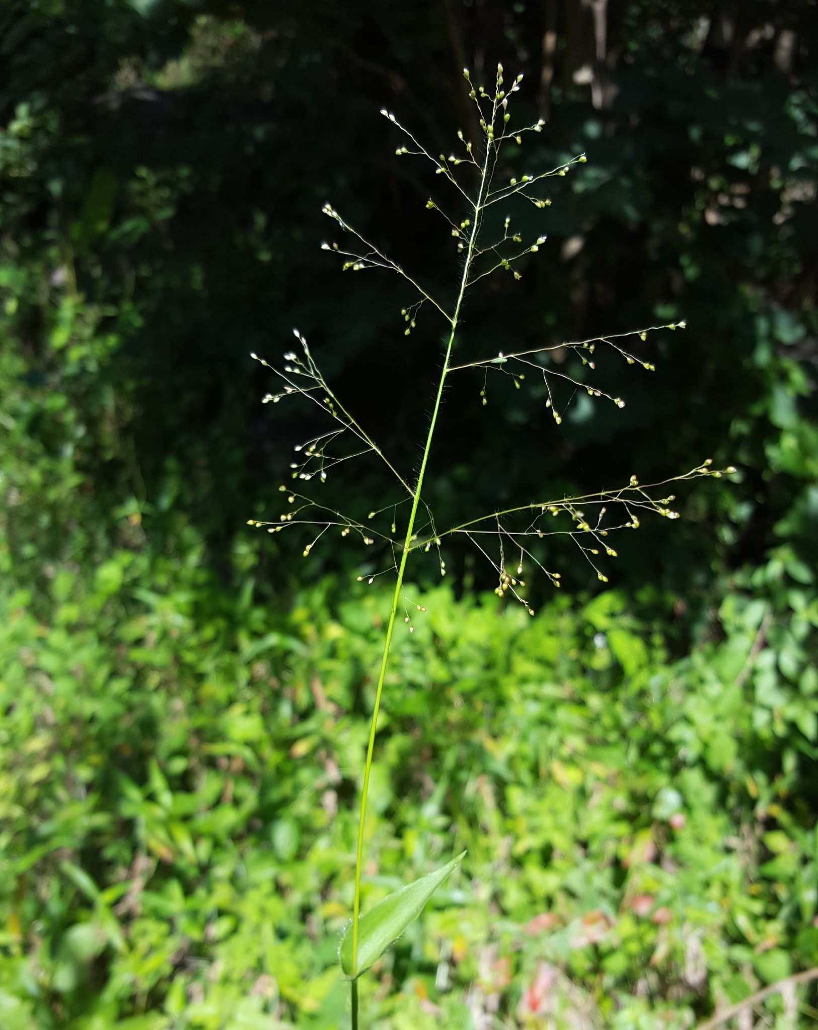 (c) François Rousseu, certains droits réservés (CC BY-NC) https://www.inaturalist.org/observations/86161957