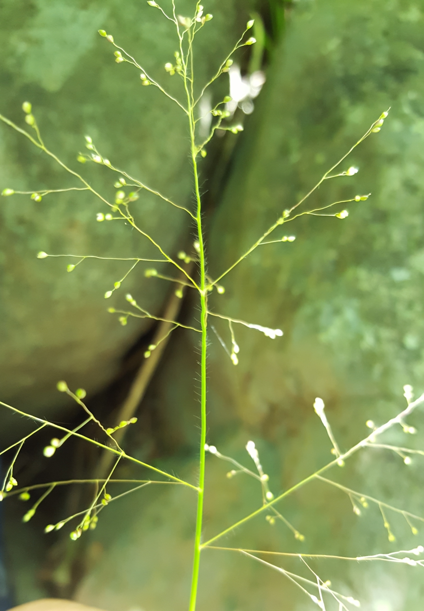 (c) François Rousseu, certains droits réservés (CC BY-NC) https://www.inaturalist.org/observations/86161957