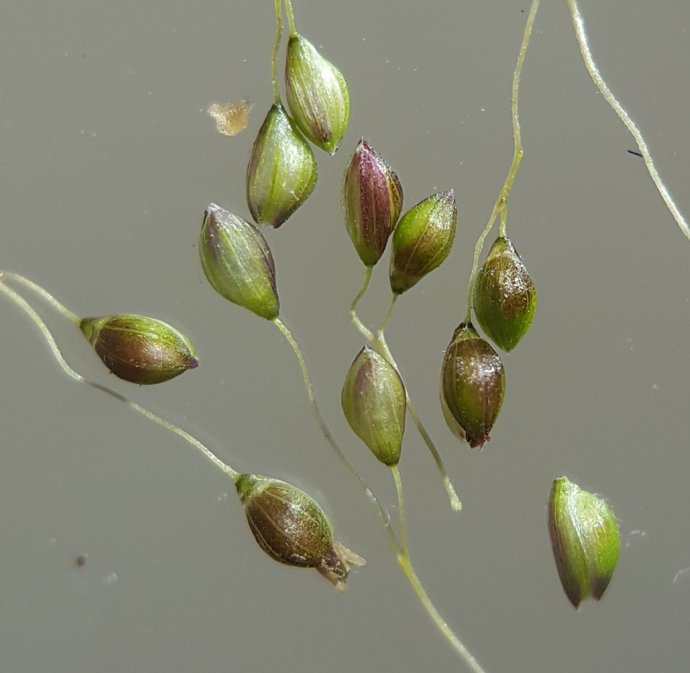 (c) François Rousseu, certains droits réservés (CC BY-NC) https://www.inaturalist.org/observations/86161957