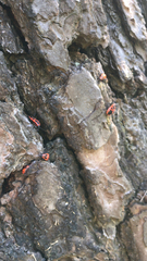 Pyrrhocoris apterus