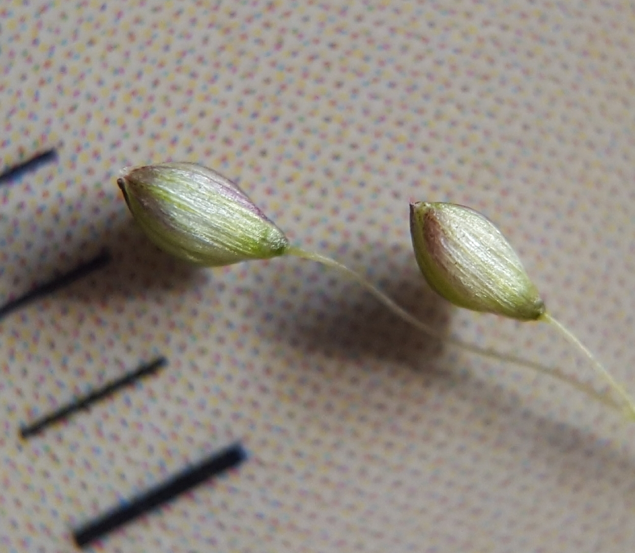 (c) François Rousseu, certains droits réservés (CC BY-NC) https://www.inaturalist.org/observations/86161957