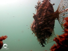 Chaetodermis penicilligerus