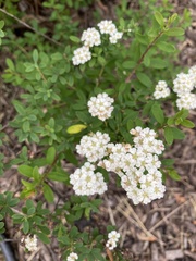 Spiraea