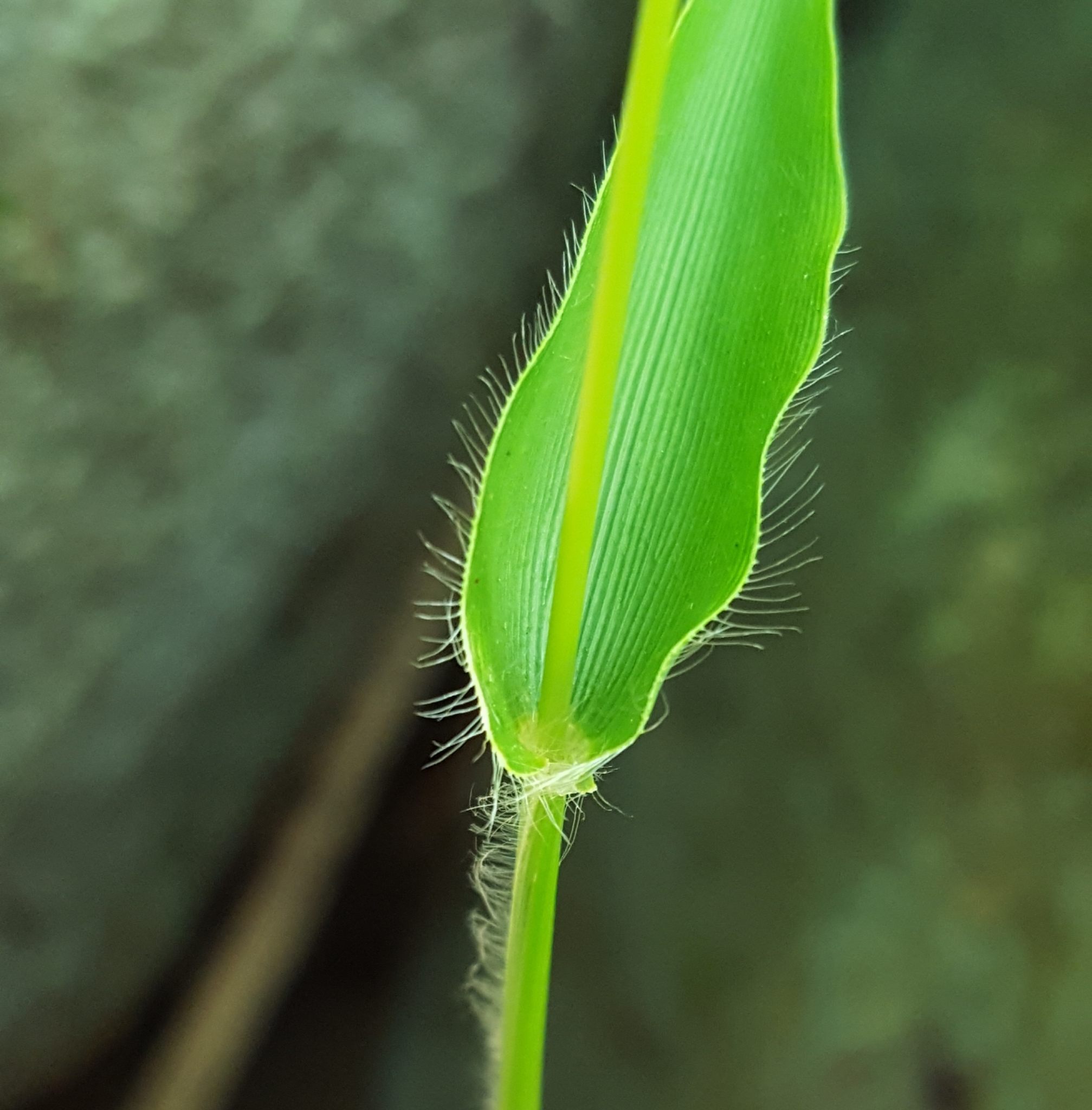 (c) François Rousseu, certains droits réservés (CC BY-NC) https://www.inaturalist.org/observations/86161957