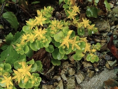 Sedum emarginatum