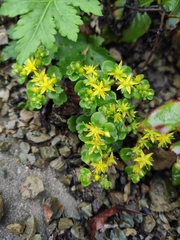 Sedum emarginatum