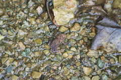 Bufo gargarizans