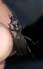 Gonogenia