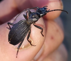 Gonogenia