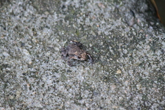 Bufo gargarizans