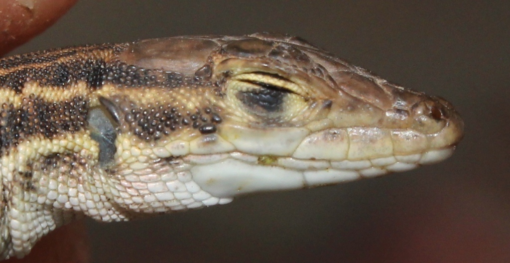 Namaqua Sand Lizard