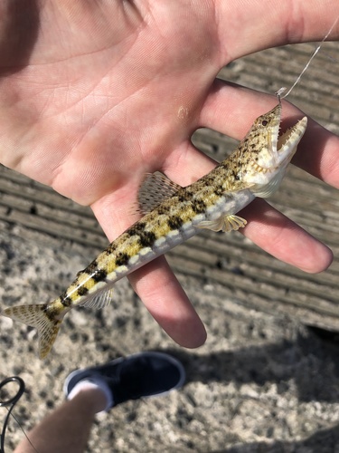 Sand lizardfish (Synodus dermatogenys) — Synodontidae