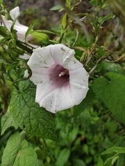 Calystegia hederacea