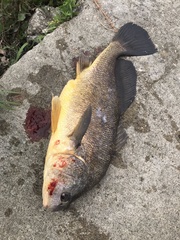 Aplodinotus
