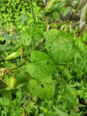 Calystegia hederacea