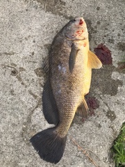 Aplodinotus