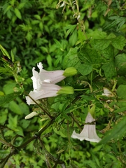 Calystegia hederacea