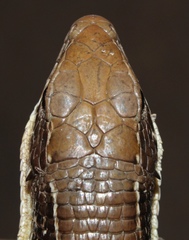 Gerrhosaurus typicus