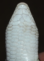 Gerrhosaurus typicus