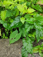 Reynoutria multiflora