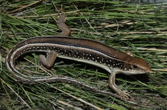 Gerrhosaurus typicus