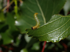 Pristiphora conjugata
