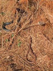 Masticophis flagellum