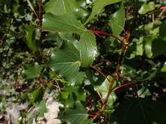 Pristiphora conjugata