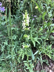 Stachys recta