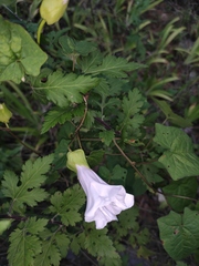 Calystegia hederacea
