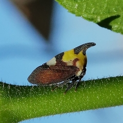 Enchophyllum quinquemaculatum