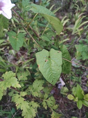 Calystegia hederacea