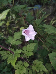 Calystegia hederacea