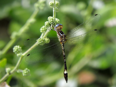 Macrothemis ultima