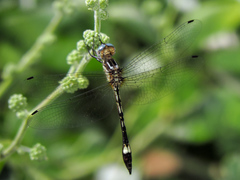 Macrothemis ultima