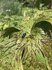 Agapanthia turanica